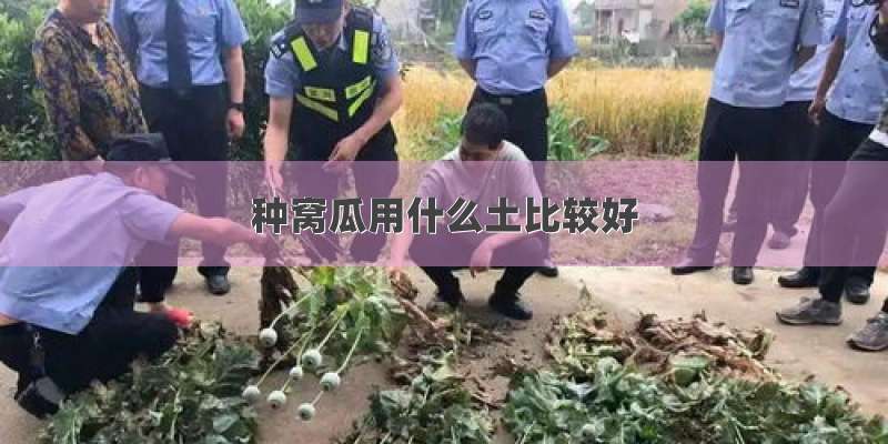 种窝瓜用什么土比较好