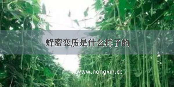 蜂蜜变质是什么样子的