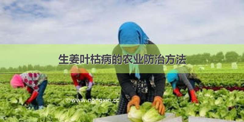 生姜叶枯病的农业防治方法
