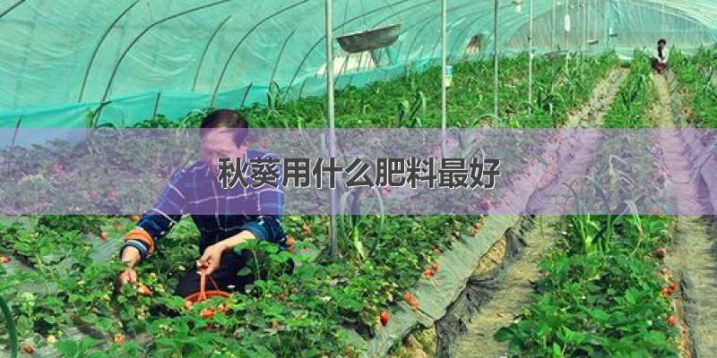 秋葵用什么肥料最好