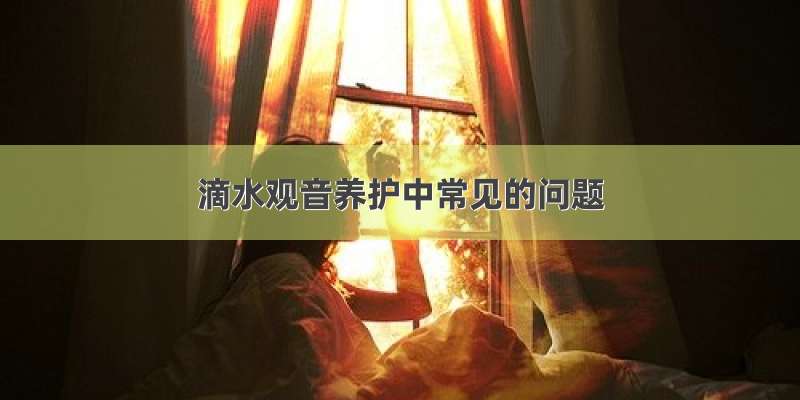 滴水观音养护中常见的问题