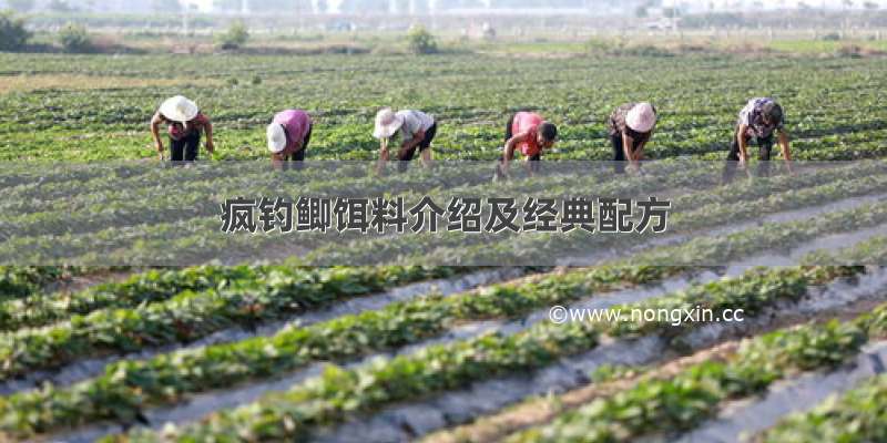 疯钓鲫饵料介绍及经典配方