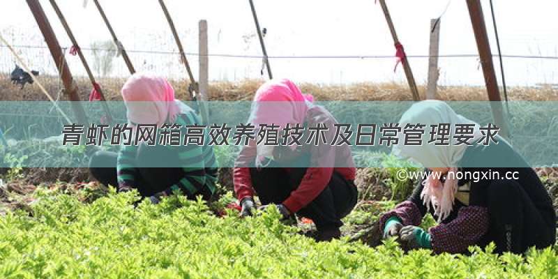 青虾的网箱高效养殖技术及日常管理要求