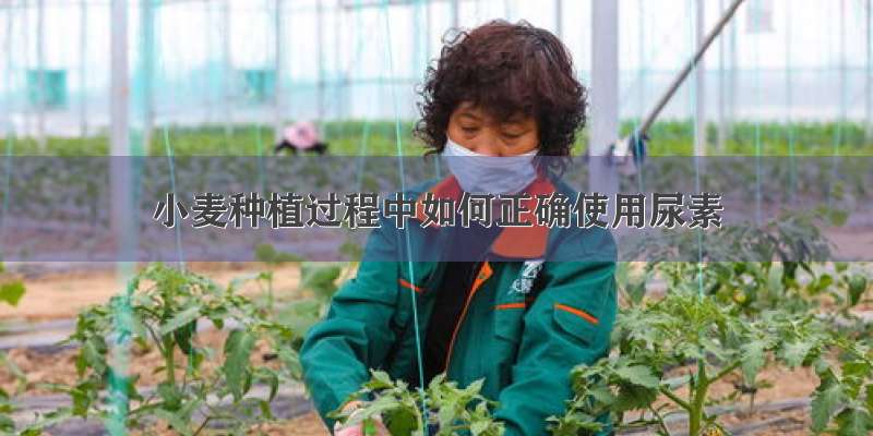 小麦种植过程中如何正确使用尿素