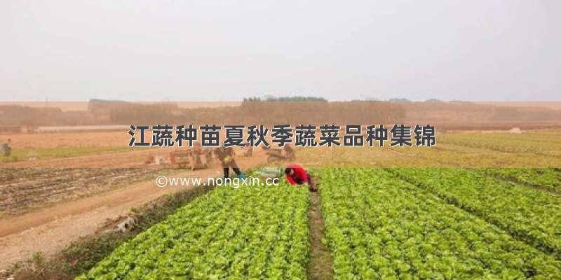江蔬种苗夏秋季蔬菜品种集锦