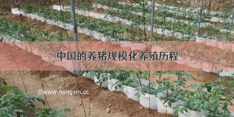 中国的养猪规模化养殖历程
