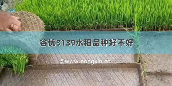 谷优3139水稻品种好不好