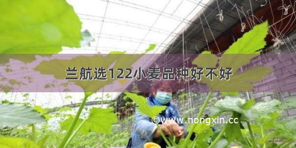 兰航选122小麦品种好不好