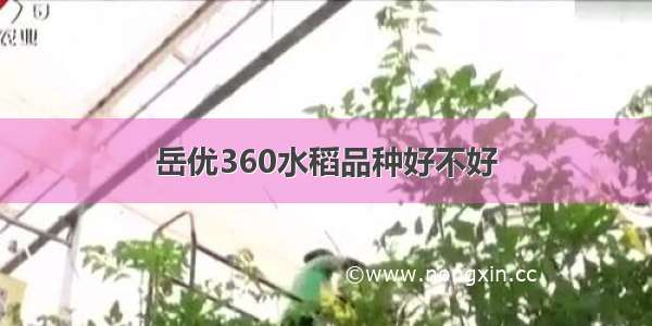 岳优360水稻品种好不好