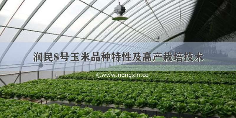 润民8号玉米品种特性及高产栽培技术