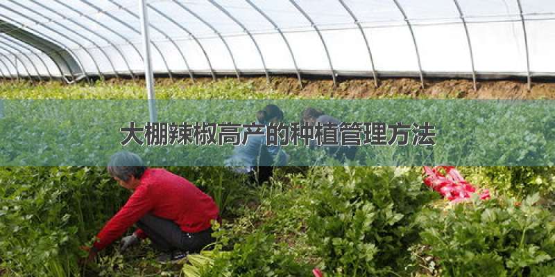 大棚辣椒高产的种植管理方法