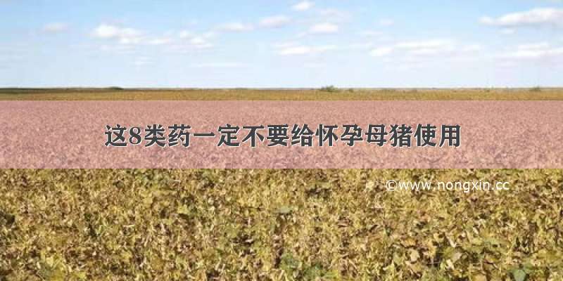 这8类药一定不要给怀孕母猪使用