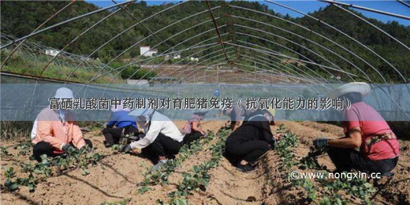 富硒乳酸菌中药制剂对育肥猪免疫（抗氧化能力的影响）