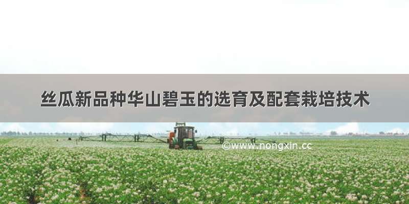 丝瓜新品种华山碧玉的选育及配套栽培技术
