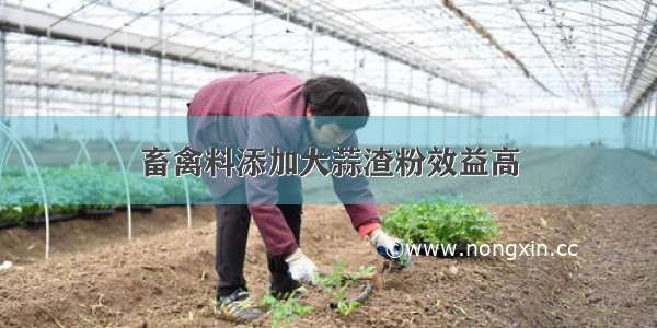 畜禽料添加大蒜渣粉效益高