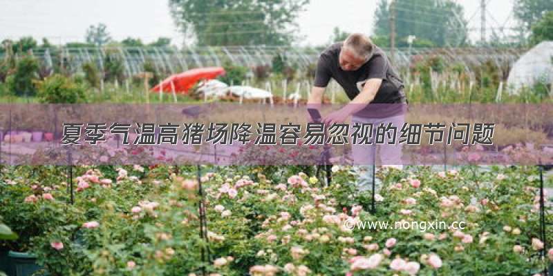 夏季气温高猪场降温容易忽视的细节问题