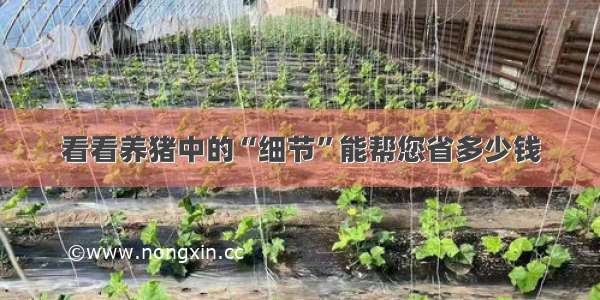 看看养猪中的“细节”能帮您省多少钱