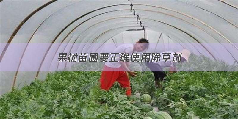 果树苗圃要正确使用除草剂