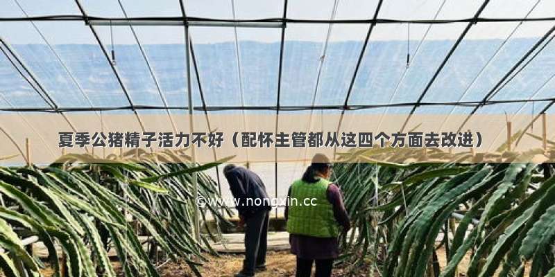 夏季公猪精子活力不好（配怀主管都从这四个方面去改进）