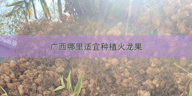 广西哪里适宜种植火龙果