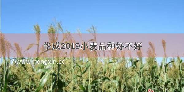 华成2019小麦品种好不好