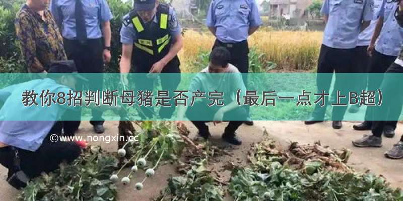 教你8招判断母猪是否产完（最后一点才上B超）