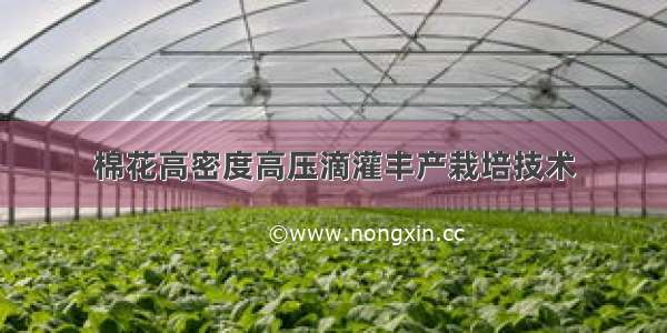 棉花高密度高压滴灌丰产栽培技术