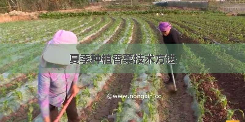 夏季种植香菜技术方法