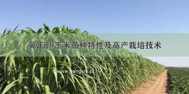 冀玉19玉米品种特性及高产栽培技术
