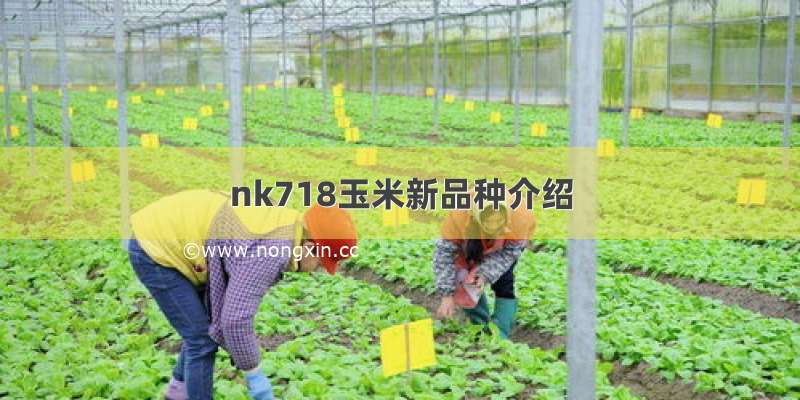 nk718玉米新品种介绍