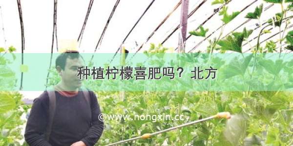 种植柠檬喜肥吗？北方