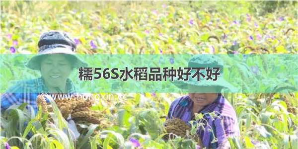 糯56S水稻品种好不好