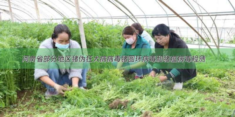 河南省部分地区猪伪狂犬病病毒猪圆环病毒和猪瘟病毒检测