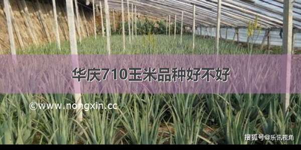 华庆710玉米品种好不好