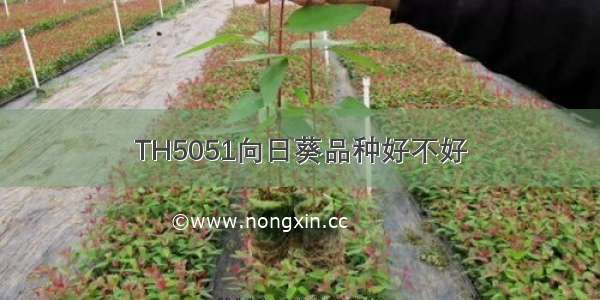 TH5051向日葵品种好不好