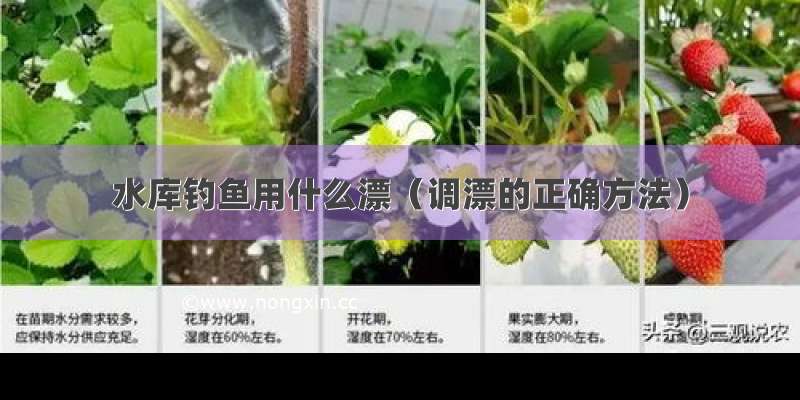 水库钓鱼用什么漂（调漂的正确方法）