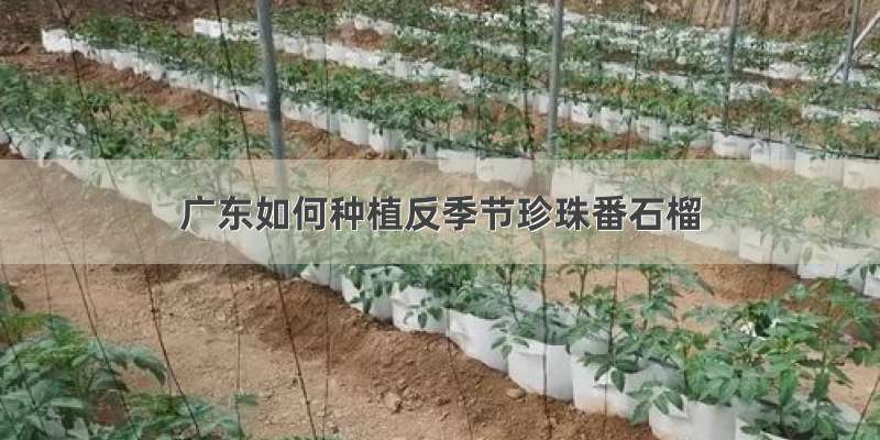 广东如何种植反季节珍珠番石榴