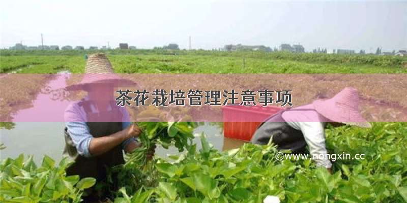 茶花栽培管理注意事项