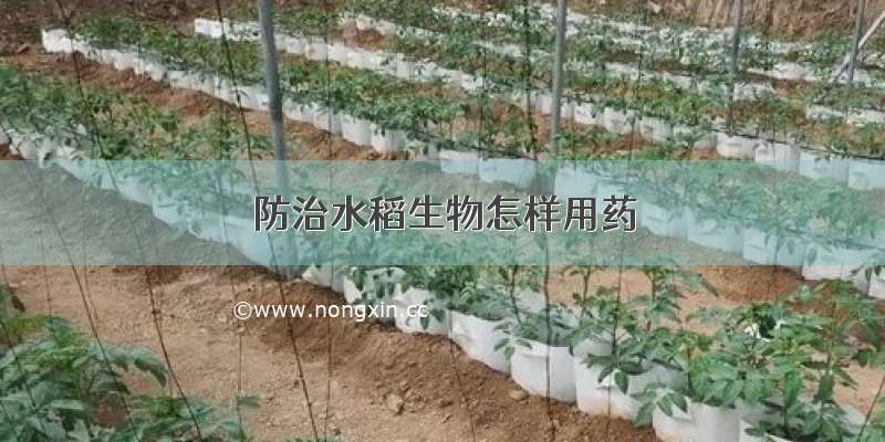 防治水稻生物怎样用药