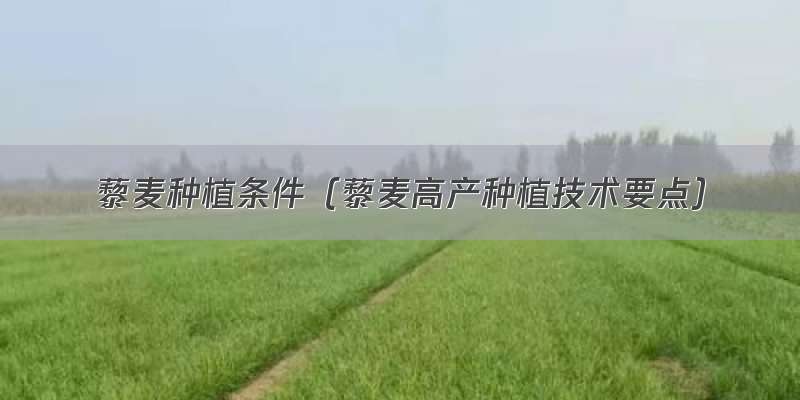 藜麦种植条件（藜麦高产种植技术要点）