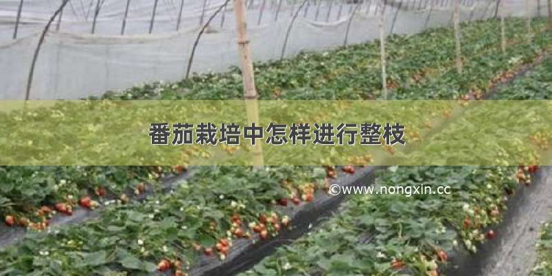 番茄栽培中怎样进行整枝