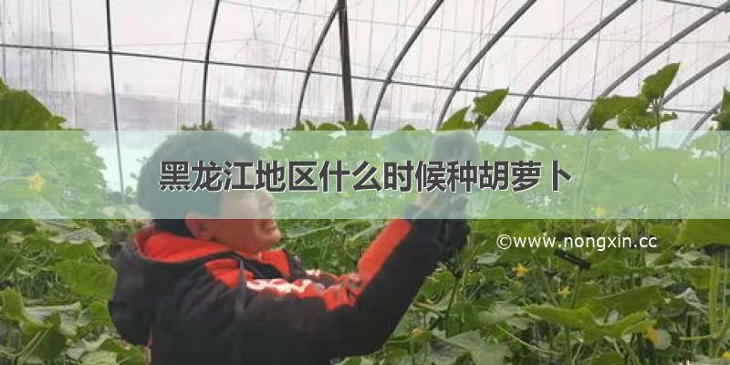 黑龙江地区什么时候种胡萝卜