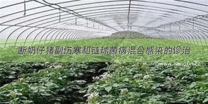 断奶仔猪副伤寒和链球菌病混合感染的诊治