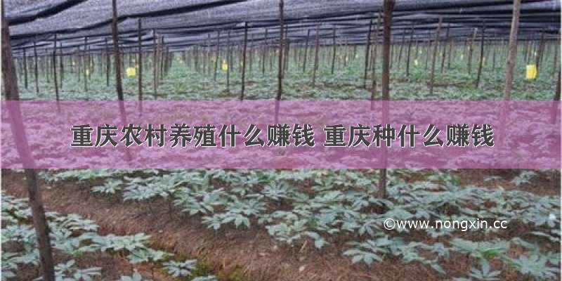重庆农村养殖什么赚钱 重庆种什么赚钱
