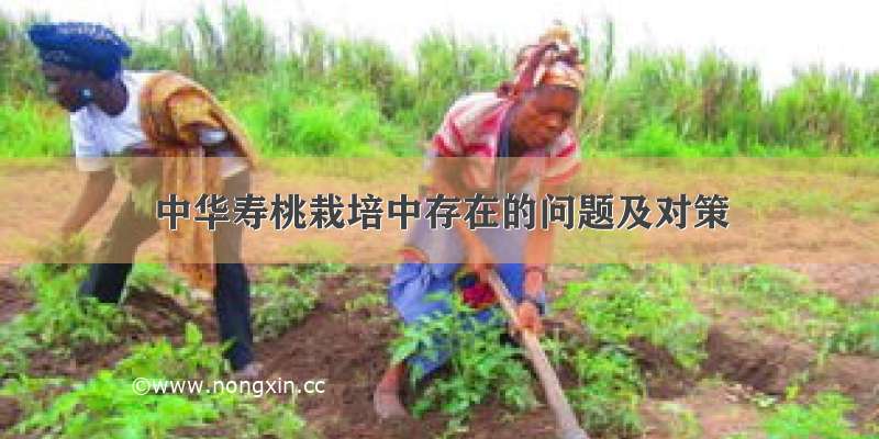 中华寿桃栽培中存在的问题及对策