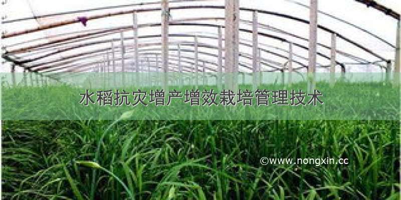 水稻抗灾增产增效栽培管理技术