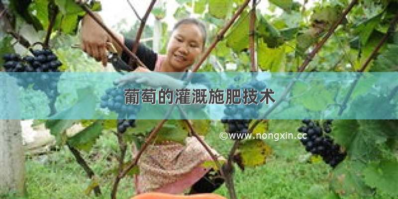 葡萄的灌溉施肥技术