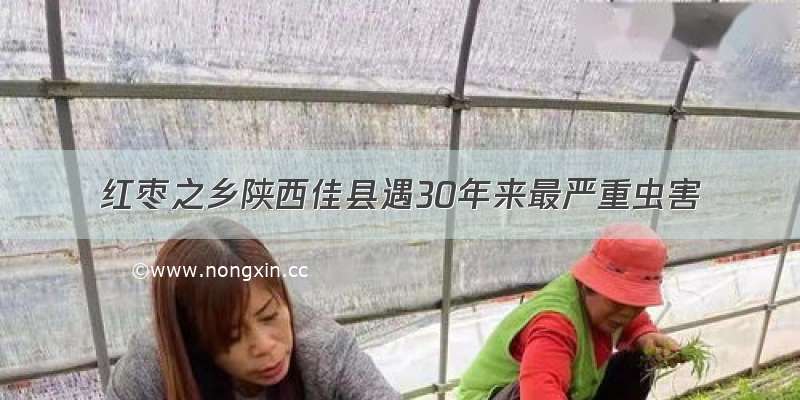 红枣之乡陕西佳县遇30年来最严重虫害