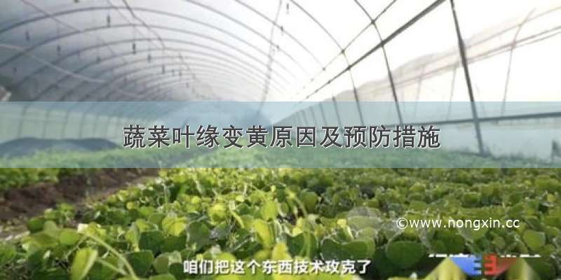 蔬菜叶缘变黄原因及预防措施