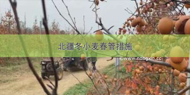 北疆冬小麦春管措施